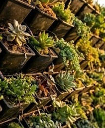 Living Walls Living Walls